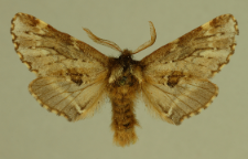 Odontosia sieversii (Ménétriés, 1856)