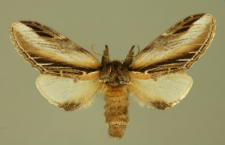 Pheosia tremula (Clerck, 1759)