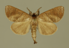 Clostera anastomosis (Linnaeus, 1758)