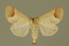 Clostera curtula (Linnaeus, 1758)