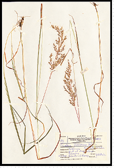 Trisetum flavescens (L.) P. Beauv.