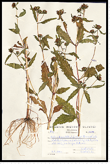 Bidens tripartita L.