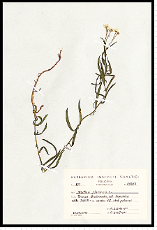 Achillea ptarmica L.