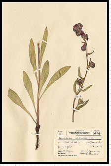 Anchusa officinalis L.