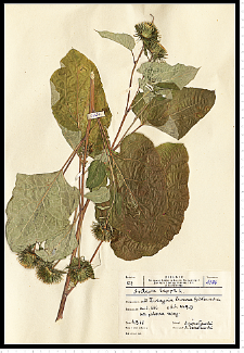 Arctium lappa L.