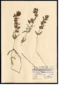 Rhinanthus serotinus (Schönh.) Obornţ