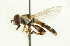 Syritta pipiens (Linnaeus, 1758)