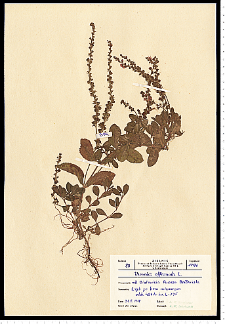 Veronica officinalis L.