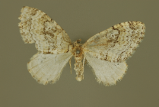 Nothocasis sertata (Hübner, 1817)