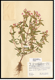 Galeopsis ladanum L.