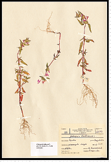 Galeopsis ladanum L.