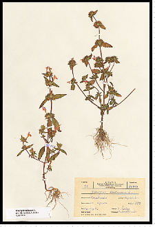 Galeopsis ladanum L.