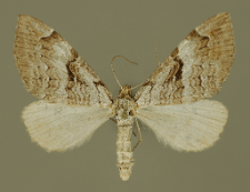 Aplocera praeformata (Hübner, 1826)