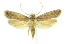 Haplotinea insectella (Fabricius, 1794)