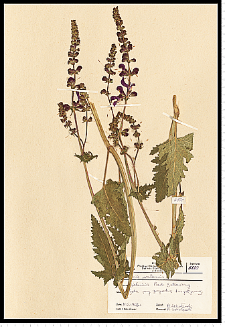 Salvia pratensis L.