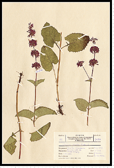 Salvia verticillata L.