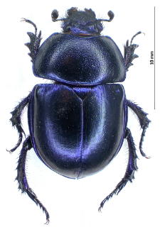 Trypocopris vernalis (Linnaeus, 1758)