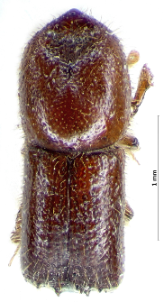 Xyleborus monographus (Fabricius, 1792)