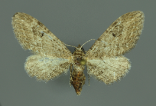Eupithecia innotata (Hufnagel, 1767)