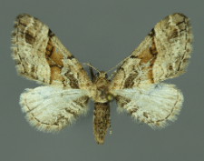 Eupithecia sinuosaria (Eversmann, 1848)