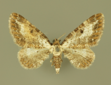 Eupithecia succenturiata (Linnaeus, 1758)