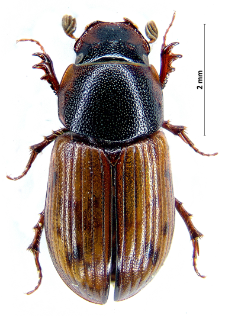 Aphodius maculatus J. Sturm, 1800