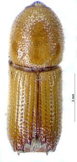 Orthotomicus laricis (Fabricius, 1792)