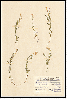 Polygala vulgaris L.