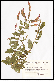 Mentha longifolia (L.) L.