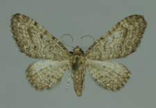 Eupithecia subfuscata (Haworth, 1809)