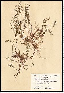 Achillea millefolium L.