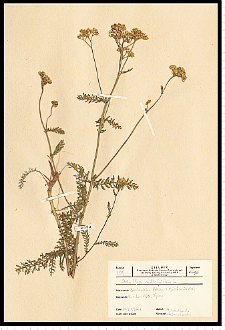 Achillea millefolium L.