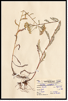 Achillea millefolium L.