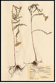 Achillea millefolium L.