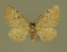 Eupithecia veratraria Herrich-Schäffer, 1848