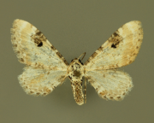Eupithecia centaureata (Denis & Schiffermüller, 1775)