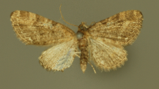 Eupithecia exiguata (Hübner, 1813)
