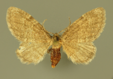 Eupithecia immundata (Lienig, 1846)