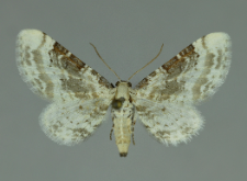 Eupithecia gratiosata Herrich-Schäffer, 1861