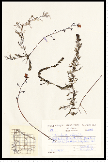 Utricularia vulgaris L.