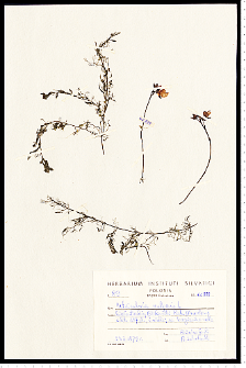 Utricularia vulgaris L.