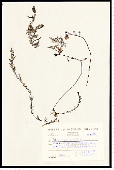 Utricularia vulgaris L.