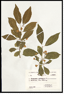 Euonymus europaeus L.