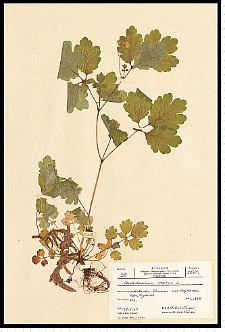 Chelidonium majus L.