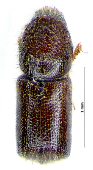 Taphrorychus bicolor (J.F.W. Herbst, 1794)