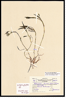 Batrachium trichophyllum (Chaix) Bosch