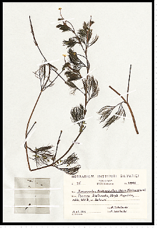 Batrachium trichophyllum (Chaix) Bosch