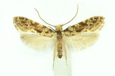 Nemapogon granella (Linnaeus, 1758)