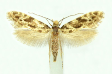 Nemapogon granella (Linnaeus, 1758)