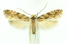 Nemapogon granella (Linnaeus, 1758)